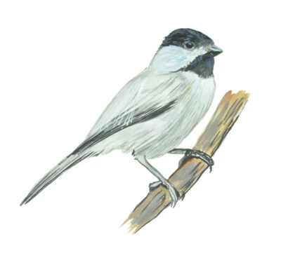 $6.95 • Buy Nature Wildlife Hunting Fishing Sticker Decal - Chickadee
