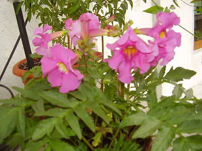 10 Cheron PINK WINTER HARDY GLOXINIA Incarvillea Delavayi Flower Seeds *Comb S/H • £2.37