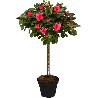 £29.99 • Buy Azalea Japonica Tree | Trees For Small Gardens Border Patio Potted Plant | 2-3ft