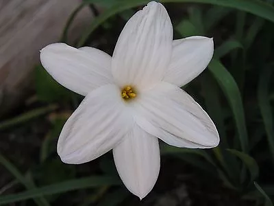 Rain Lily Zephyranthes Drummondii #03 'Fedora' 1 Bulb NEW Habranthus • $18