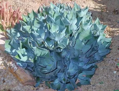 Agave 'Confederate Rose' LARGE - Nice Rooted SUCCULENT (Not For W.A. N.T. Tas) • $4