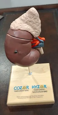 Merck Anatomical Kidney Doctors’ Office Model Cozar/Hyzar Advertising • $34.99