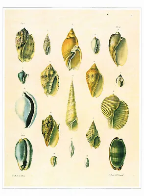 Lamarck's Genera Shells Vintage 1991 Shell Print E.A. Crouch Picture CNHPS#57 • $4.96