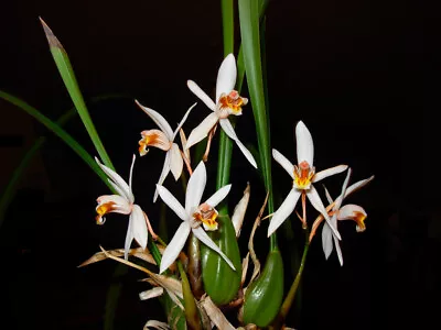 $18 • Buy Orchid Plant Coelogyne Viscosa 