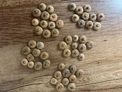 Acorn Caps Red Oak 50 Assorted Tops • $17.95