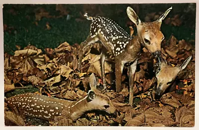 Triplets Spotted Fawns Vintage Baby Animal Postcard • $4.65