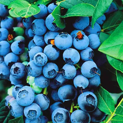 9cm Blueberry Bluecrop Plant Potted Grow Your Own Bushes Mid Season Variety • £8.99