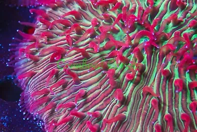 Cornbred's Convict Watermelon Plate - Frag - LIVE CORAL • $199.99