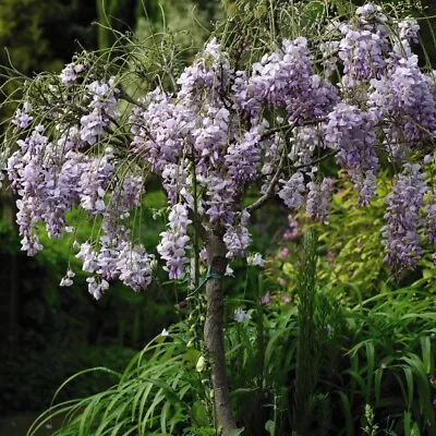 T&M Wisteria Sinensis Patio Standard Tree Hardy Fragrant Flowering 2 Litre Pots • £36.99