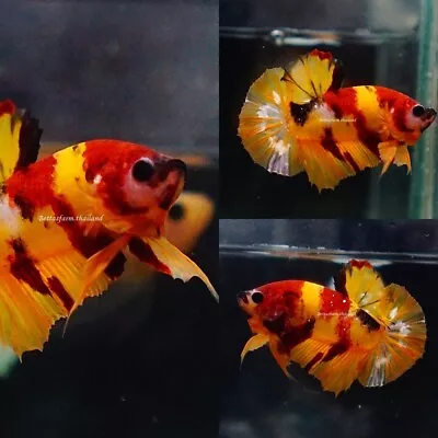 Live Tropical Betta Fish - Candy Nemo | Halfmoon Plakat Male • $9.99