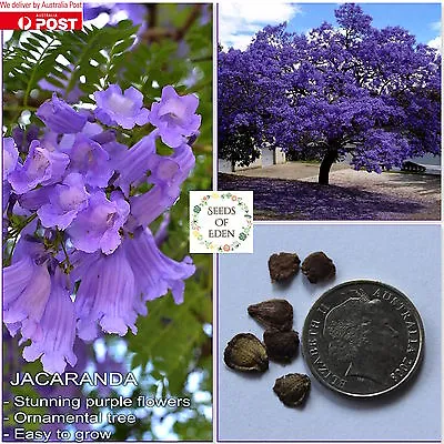 10 BLUE JACARANDA SEEDS(Jacaranda Mimosifolia); Ornamental Tree • £2.39