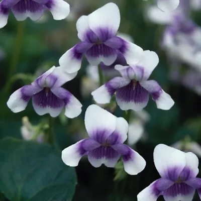 £8.99 • Buy Viola Hederacea Plug Plants Garden Evergreen Flowers Trailing Pansy, Pack Of 3