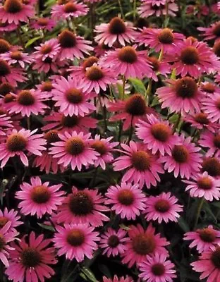 £5.20 • Buy 6 Echinacea Magnus Superior  Cone Flower  Hardy Perennial  Plug Plants
