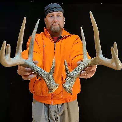 126” Heavy WILD 10 Point Whitetail Deer SHED ANTLERS Skull European Taxidermy • $15.50