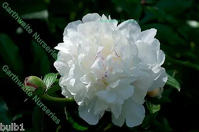 Festiva Maxima Double Peony (paeonia) White Perennial Plant Potted 1 Litre • £13.50