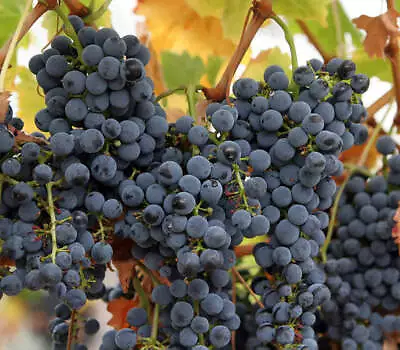 1-1000 PCS Domestic Wine Grape Tree Seeds Vitis Vinifera Bush Vine Fruit 0186 • $14.95