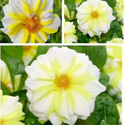 Decorative Dahlia Fire And Ice Lemon Tubers. White / Yellow Large Summer Blooms • £8.95