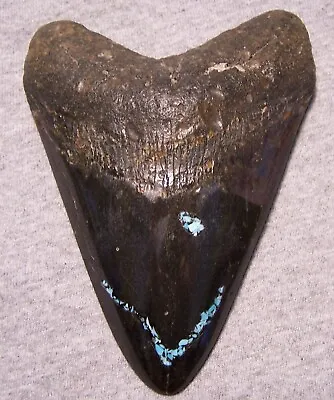 Megalodon Shark Tooth Sharks Teeth Fossil 5 5/8  Turquoise Inlay Polished Jaw • $219