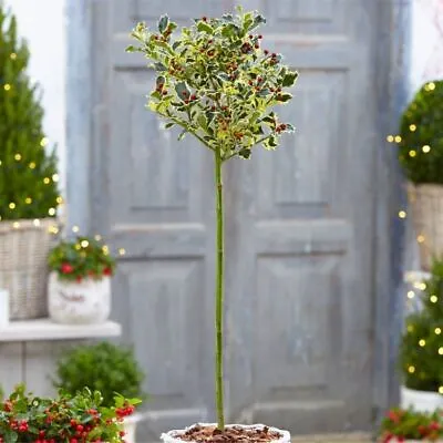 Gorgeous LARGE Variegated Holly Tree Standard - Ilex Argentea Marginata • £59.99