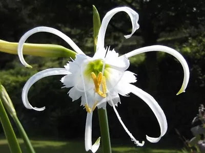 HYMENOCALLIS SPIDER LILY~FLOWER BULB~PERUVIAN DAFFODIL FRAGRANT BLOOMS 16/18cm! • $7.99
