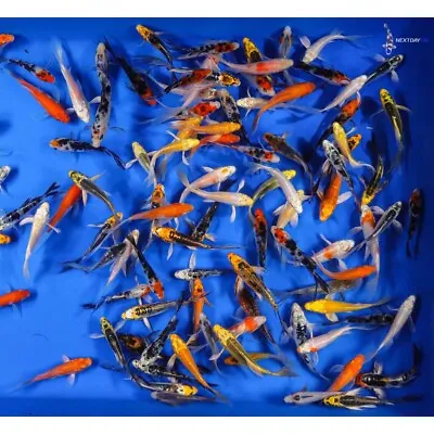 Group Of Ten 3 To 4” BUTTERFLY KOI MIXED AND ASSORTED Live Pond Fish  • $170