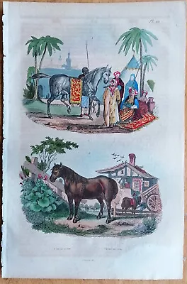 Horse - Original Print From Guerin - 1834 • £9.50