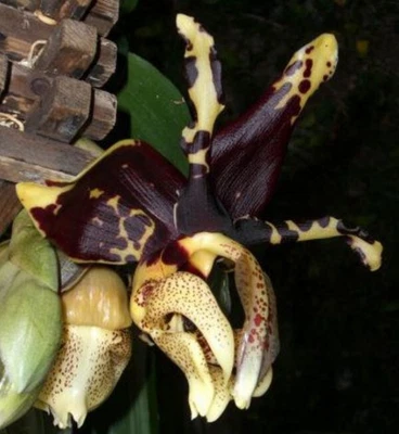 $70 • Buy OoN Stanhopea Tigrina 'Black Tiger' X Self Species Orchid  (115mm Pot)BP