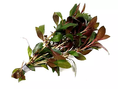 £4.95 • Buy Ludwigia Repens  Diamond Red  Bunch Live Aquarium Aquatic Tropical Plants