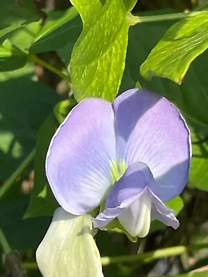 25 Dragon Bean-Winged Bean-Dau Rong 2023 Seeds • $5.95