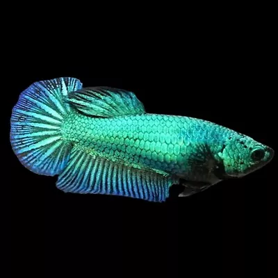 Halfmoon Green Betta Female | Betta Splendens | Labyrinth Fish | Anabantoid • £12.10