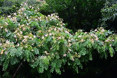 Albizia Kalkora ROUGHBARK MIMOSA TREE Seeds! • $4.99