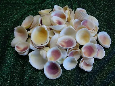 10 WHITE YELLOW PINK COCKLE SHELLS 3 - 4.5 CM Clam Shell Art Craft Display • £3.85