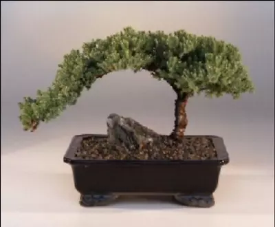 Juniper Bonsai Tree Procumbens Nana 10 Yo Dwarf Evergreen 11  H Outdoor Plant • $115.95