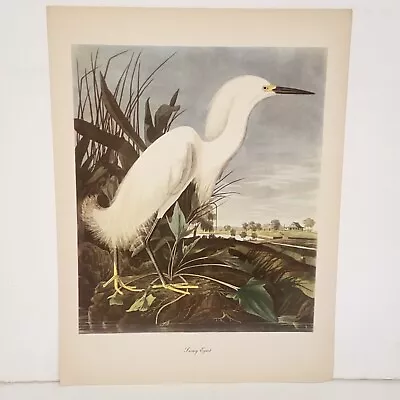 Vintage Audubon John James Birds Of America Snowy Egret Lithograph Art Print • $34.99