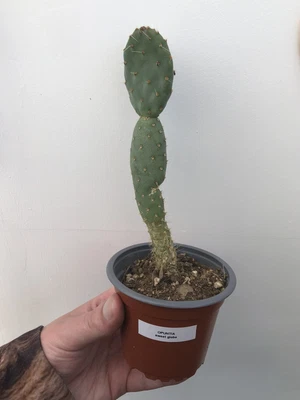£5.99 • Buy Opuntia Sweet Globe Prickly Pear Cactus In 9cm Pot Exact Plant From Photos