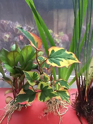 4 X POND PLANT Fresh Cuttings.   Water Plant Cuttings.marginal Plants. • £7.95