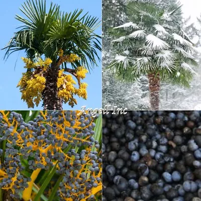 TRACHYCARPUS FORTUNEI  Palm Tree Seeds UK HARDY Grown In UK Windmill Palm Tree • £4.98