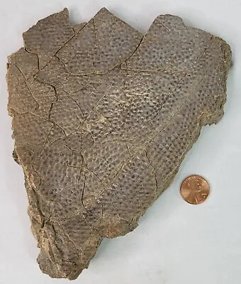 $54.99 • Buy RARE Fossil - Denazinemys Family - Eocene Era Turtle Scute - 18.2 Ounces