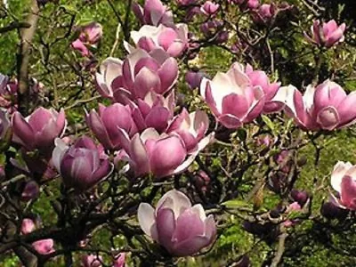 5 Saucer Magnolia Seeds LILY FLOWER TREE Fragrant Tulip Flowers135 US SELLER • $4.49