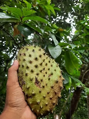 $7 • Buy Graviola Soursop Dried Seeds Ceylon Annona Organic 25 Seeds Tropical Fruit