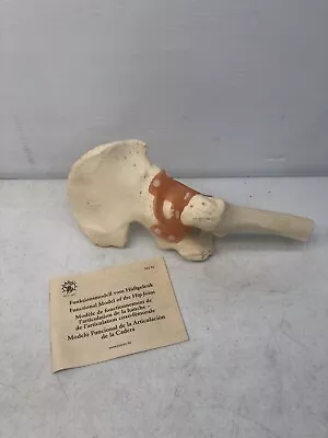 Vintage SOMSO Premium Functional Hip Joint Anatomical Anatomy Model W/ Papers • $159.99