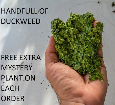 1 Handful O Duckweed  Live Plants Organic No Chemicals Tank Raised Turtle Food • $8.50
