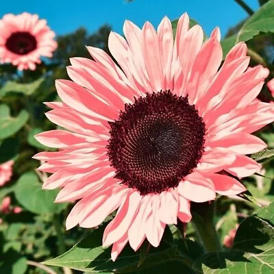 Sunflower Pink Giant Seeds Unique Sunflowers Rare Colour Sun Flowers Garden • £4.95