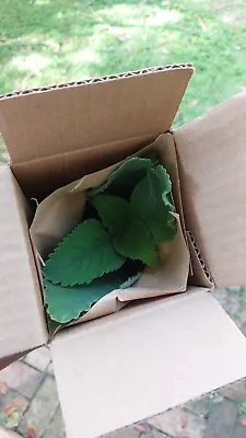Oregano Cuban Oregano Mexican Mint Live Plants From South Florida • $3.99