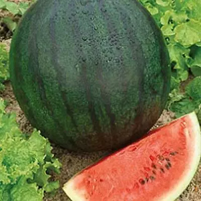 Sugar Baby Watermelon Seeds | Non-GMO | Free Shipping | Seed Store | 1043 • $1.59