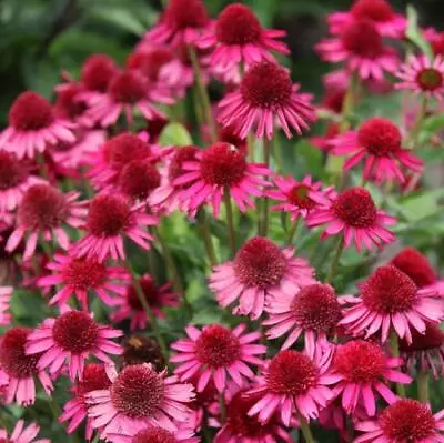Echinacea Delicious Candy® (Coneflower) Plug Plants Pack X6 • £14.99