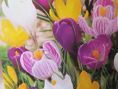 7 BULBS MIXED CROCUS   Ready To Plant • $6.99