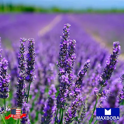 100 Lavender Seeds Munstead  Non-GMO Heirloom Herb Garden BOGO 50% OFF • $3.99