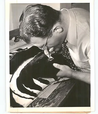 FASHION FURRIER Smooths Out Seal Skin Pelt VINTAGE 1940s Press Photo • $40