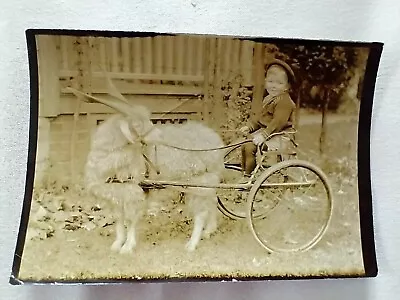  Vintage Antique Sepia Photograph Young Boy In A Goat Cart Very Cute! • $25